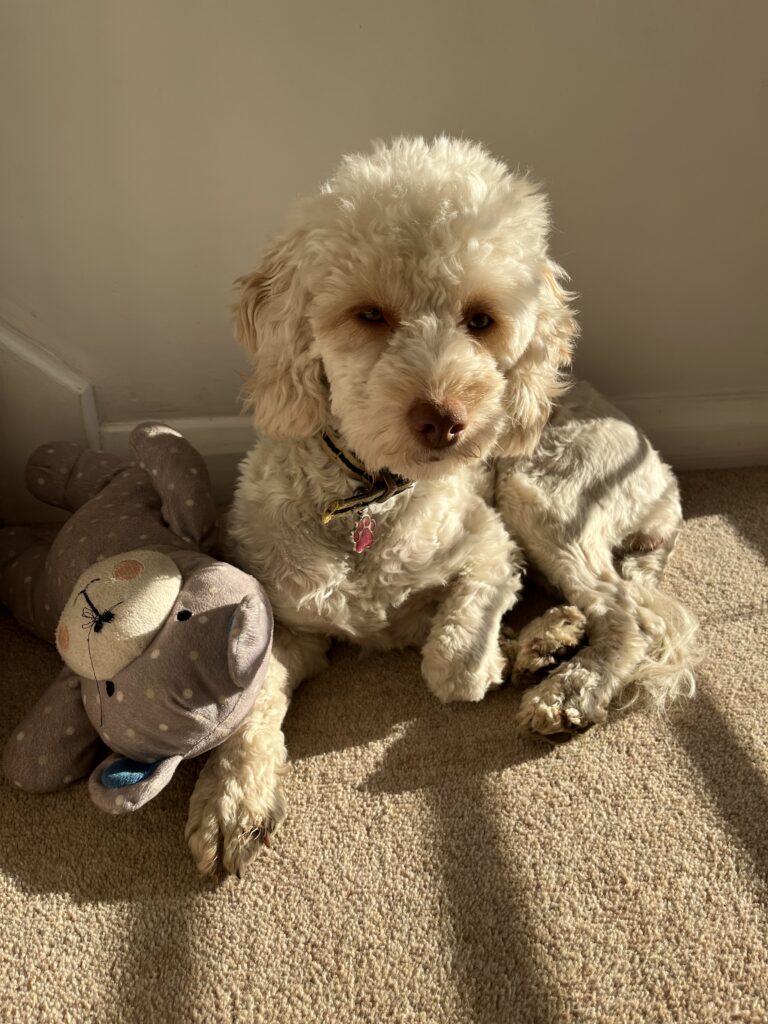 Dog with teddy, Hetty with teddy, Cockapoo with teddy, Cockapoo, Young dog