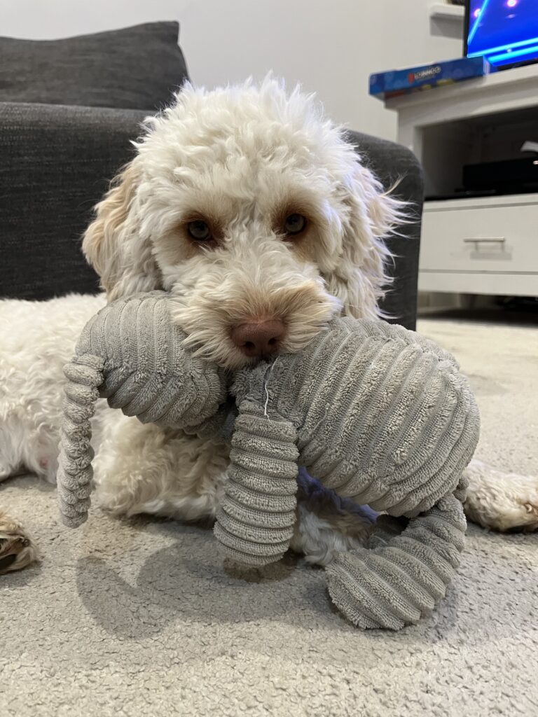 Dog with toy elephant, Hetty with toy elephant, Cockapoo with toy elephant, Cockapoo, Young dog