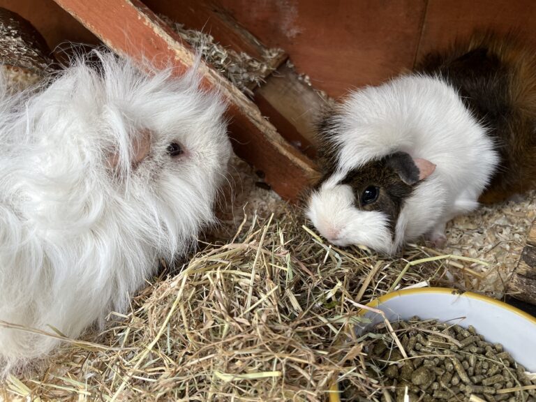 Guinea pigs, Pets, White guinea pig, Tricolour guinea pig, Herbert, Zebedee, Lunkarya guinea pig, Abyssinian guinea pig