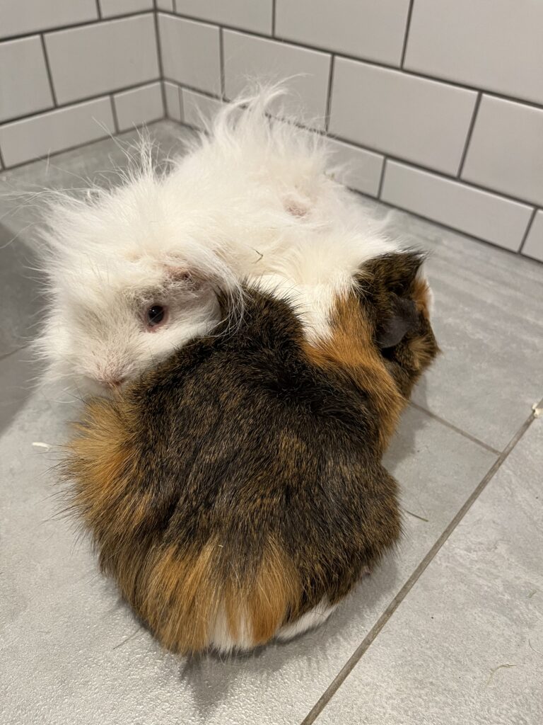 Guinea pigs, Pets, White guinea pig, Brown guinea pig, Herbert, Zebedee