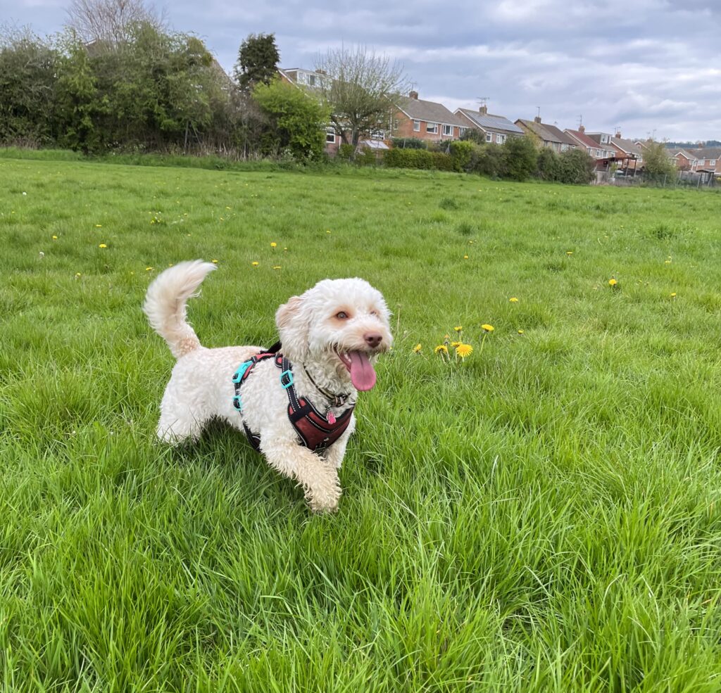 Hetty, Dog, Cockapoo, Hetty in a field, Dog in a field, White dog in a field, Silent Sunday, My Sunday Photo