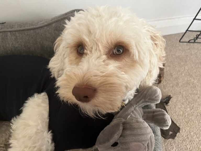 Hetty, Cockapoo, Dog, Cockapoo in bodysuit