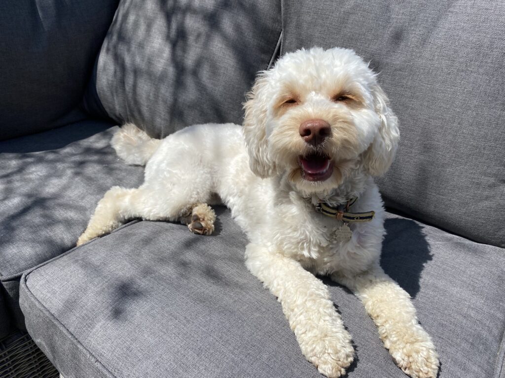 Hetty, Cockapoo, Dog