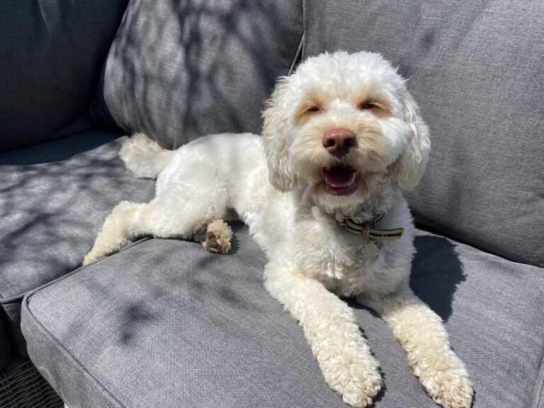Hetty, Cockapoo, Dog