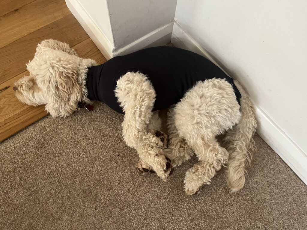 Hetty, Cockapoo, Dog, Dog in a bodysuit, Sleeping cockapoo in a bodysuit