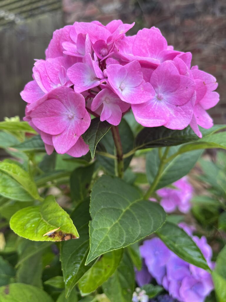Hydrangea, Garden, Flower, Pink flower, Pink hydrangea, Silent Sunday, My Sunday Photo