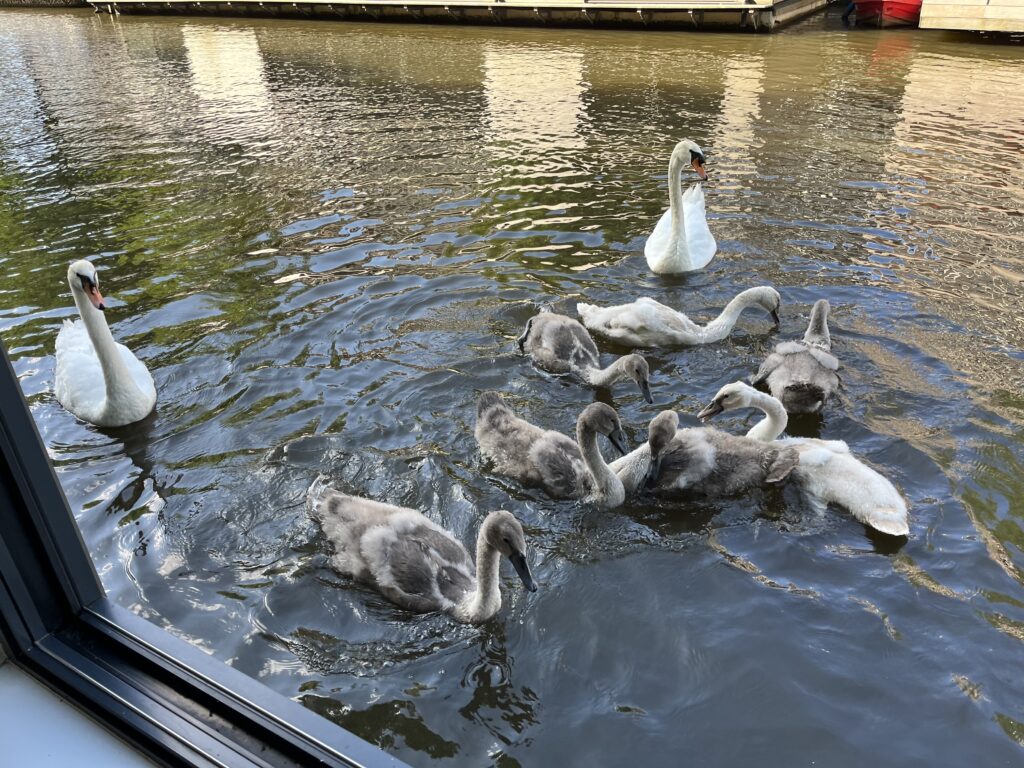 Swans, Cygnets, Canal, Amsterdam