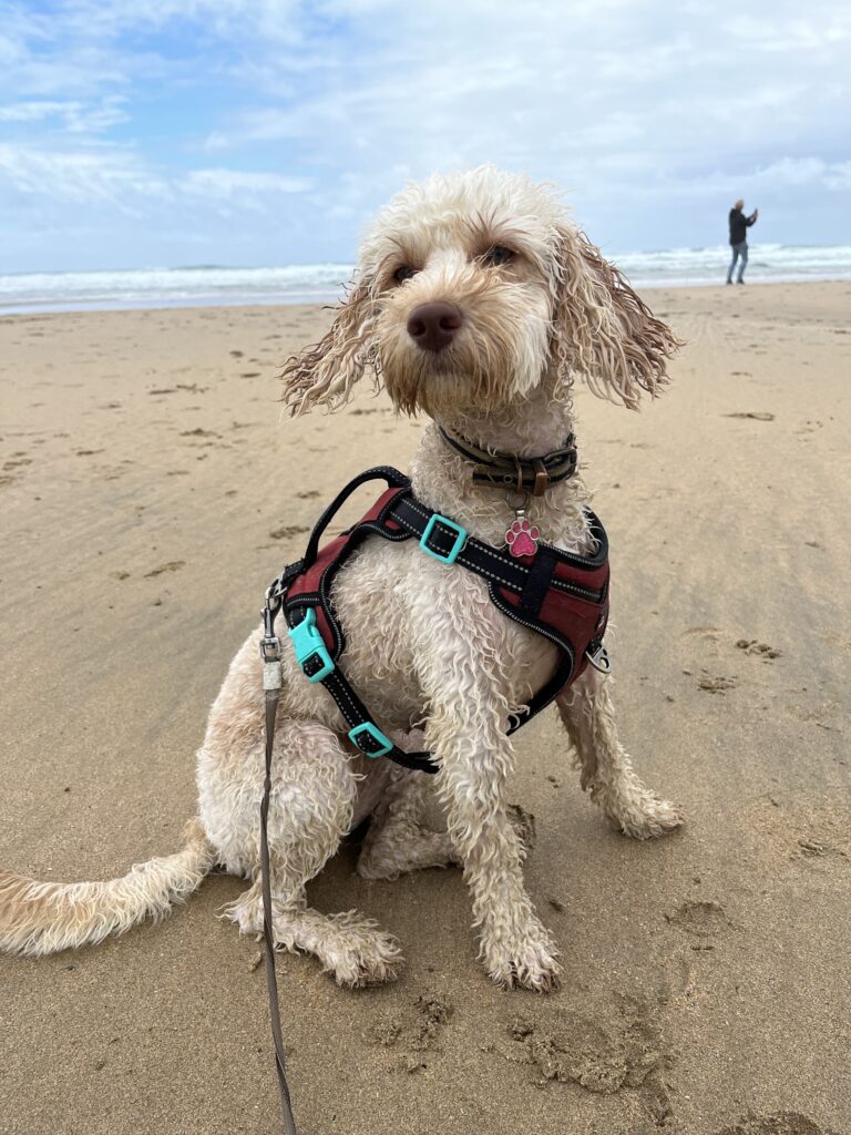 Hetty, Cockapoo, Dog, Wet dog, Beach, Wet dog sits on the beach, Dog friendly holiday