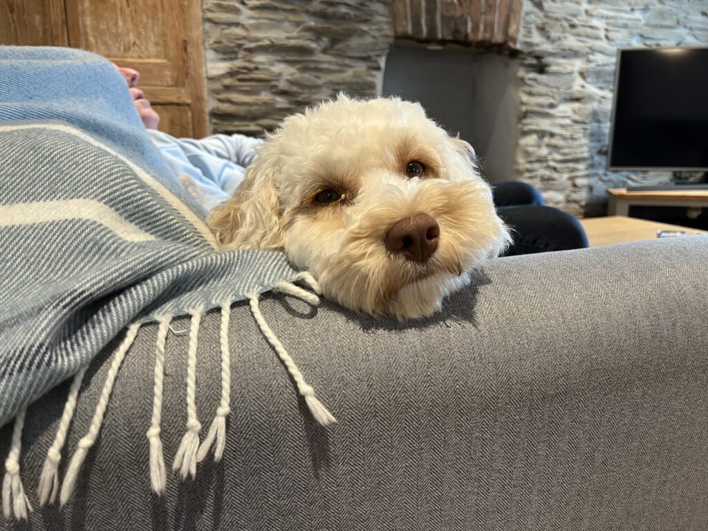 Hetty, Cockapoo, Dog, Sleepy dog on the arm of the sofa, Holiday cottage