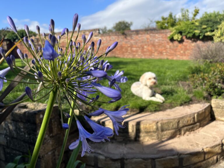 Garden, Flowers, Cockapoo, Hetty, Silent Sunday, My Sunday Photo