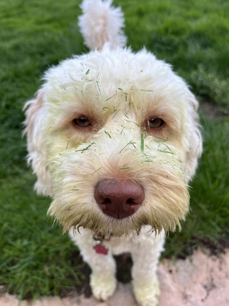 Dog, Cockapoo, Hetty, Good dog, Cockapoo with grass cuttings on her face
