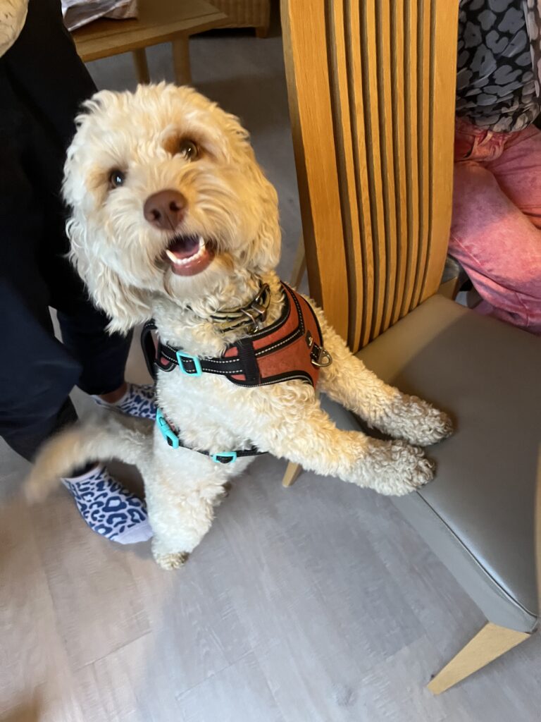 Hetty, Cockapoo, Dog, Silent Sunday, My Sunday Photo, Hetty a golden cockapoo dog wearing a red harness stands up at a dining chair