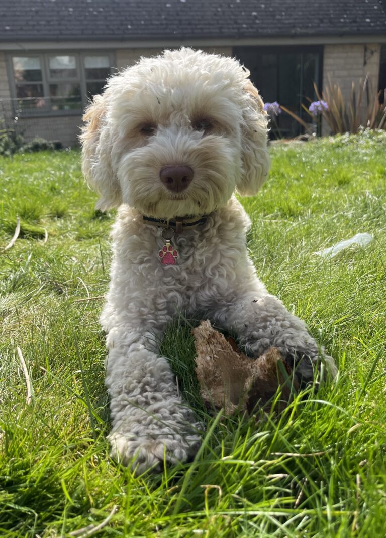Hetty, Dog, Cockapoo, Garden, Cockerpoo, A light coloured cockapoo dog with a brown nose lies on the grass, Silent Sunday, My Sunday Photo