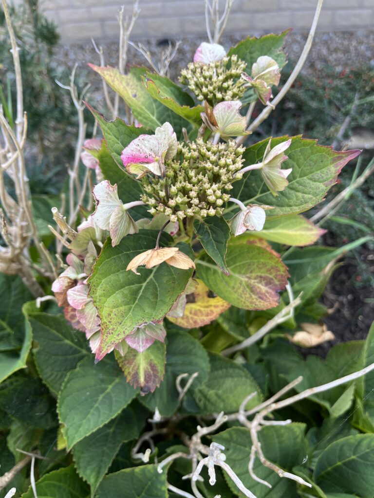 Hydrangea, Autumn, Preparing your garden for autumn, Hydrangea with dying flowers and leaves turning yellow and brown