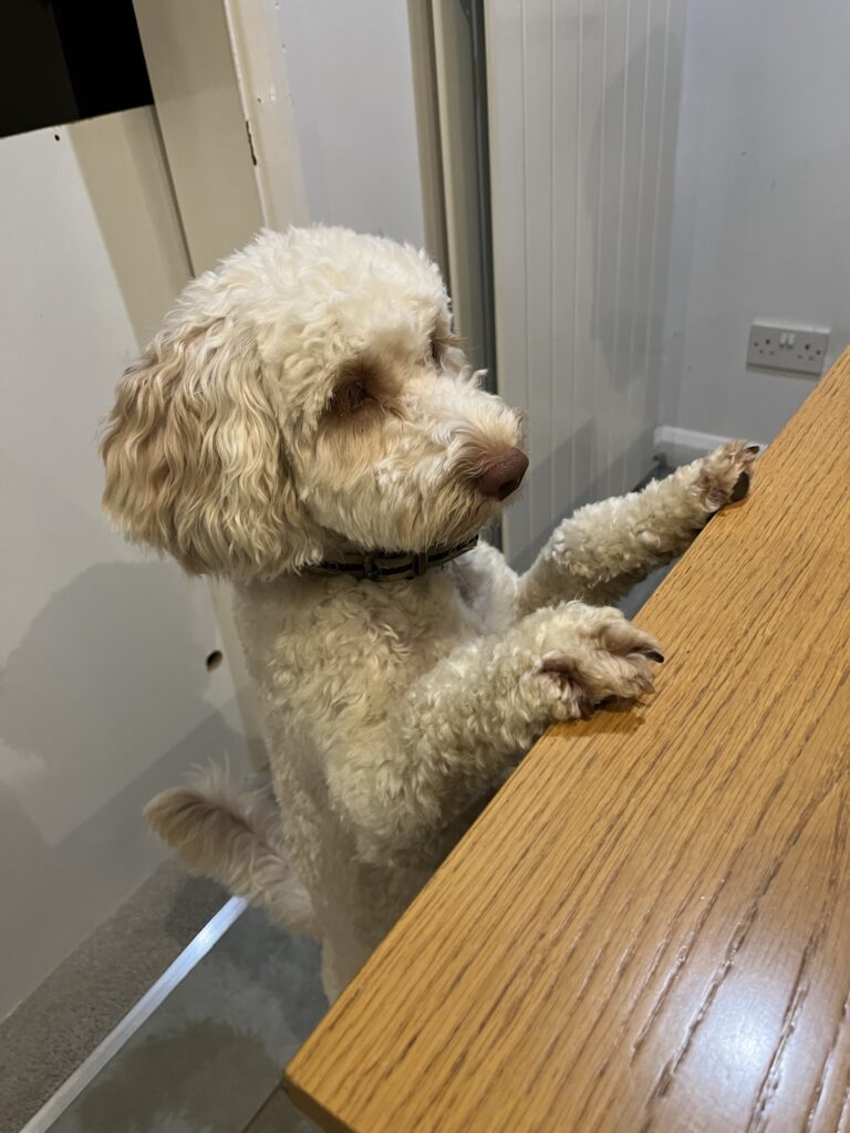 Hetty, Cockapoo, Dog, Hetty a golden cockapoo stands on her back legs with her front paws resting on a table