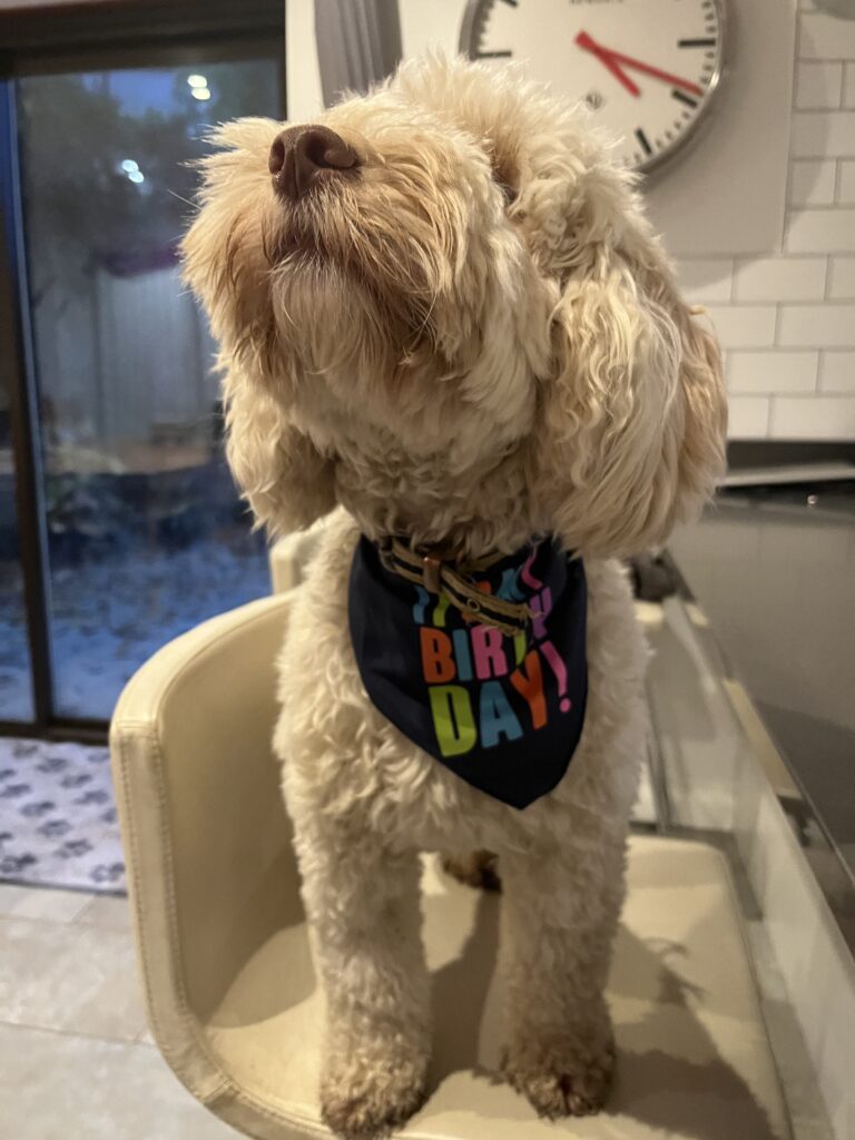 Hetty, Cockapoo, Dog, Silent Sunday, My Sunday Photo, A golden cockapoo dog stands on a stool wearing a bandana which says It's my birthday