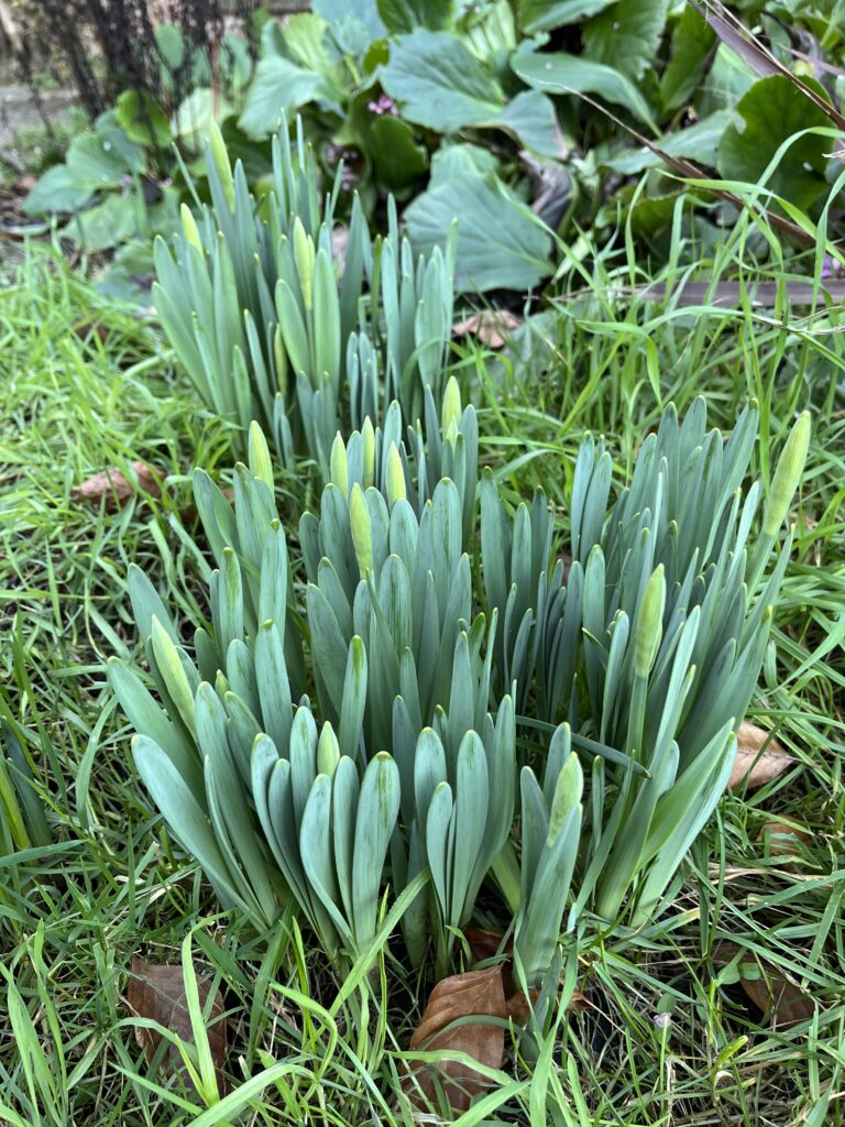 Daffodils, Daffodil buds, Garden, Flowers, Silent Sunday, My Sunday Photo, A bunch of green daffodil buds grows among the grass in a garden