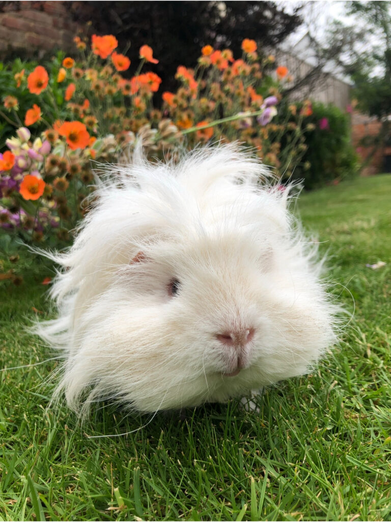 Herbert, Guinea pig, Pet, Lunkarya guinea pig, A white fluffy guinea pigs sits on the grass with flowers in the background