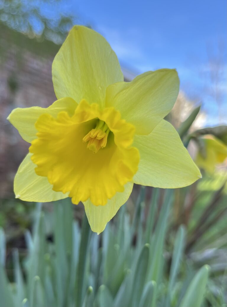 Daffodil, Garden, My Sunday Photo, Silent Sunday, Close-up of a yellow daffodil with green stalks and a blue sky in the background