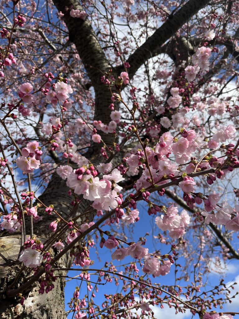 Blossom, Blue sky, Spring, My Sunday Photo, Silent Sunday, Looking up through the pink blossom on a tree towards the blue sky