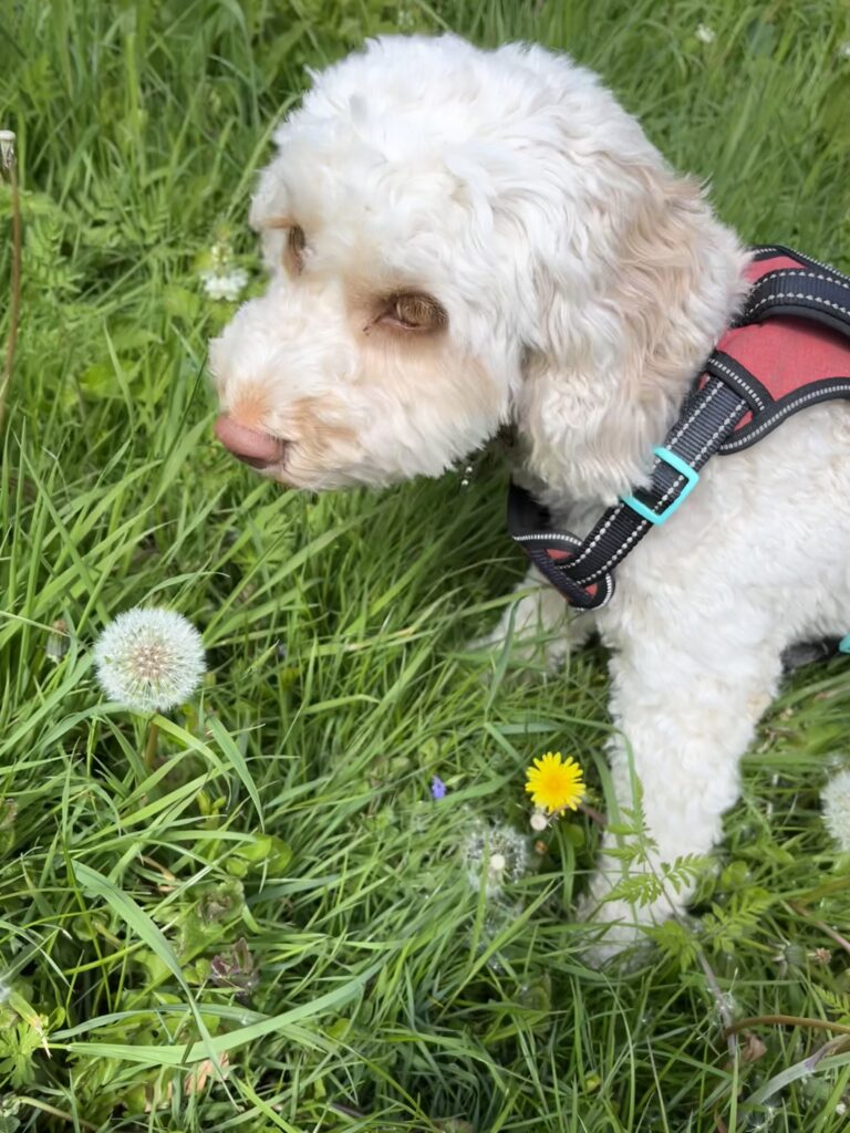 Cockapoo, Dog, Hetty, Silent Sunday, My Sunday Photo, A golden cockapoo dog stands in long grass next to dandelion clocks