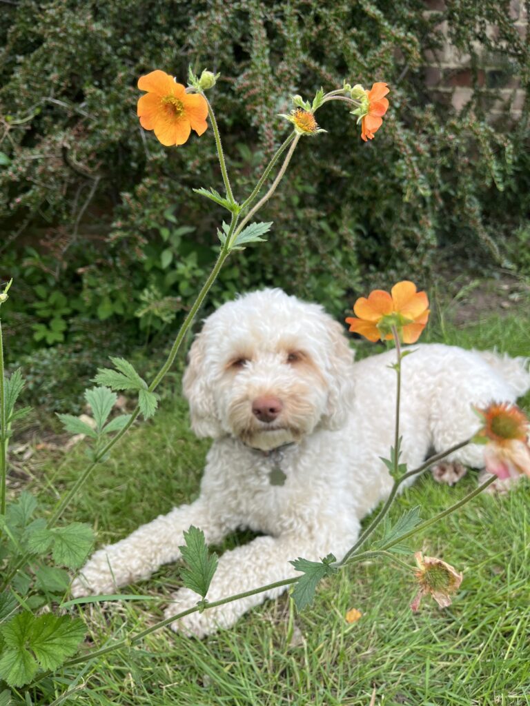 Hetty, Cockapoo, Dog, Garden, Flowers, Silent Sunday, My Sunday Photo, A golden cockapoo dog sits on the grass behind some orange flowers