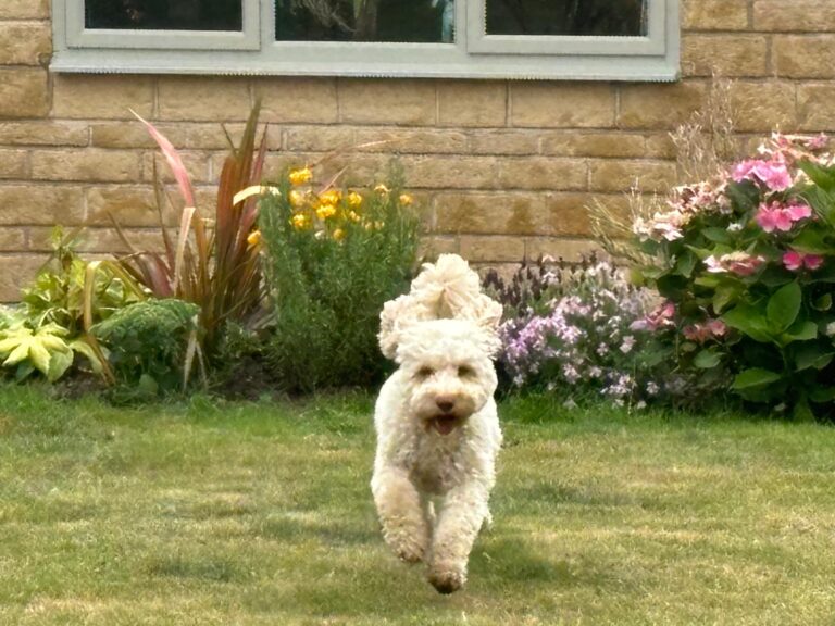 Hetty, Cockapoo, Dog, Garden, Silent Sunday, My Sunday Photo, A golden cockapoo dog runs on the grass towards the camera with the window and wall of a house just visible in the background and lots of colourful plants behind her