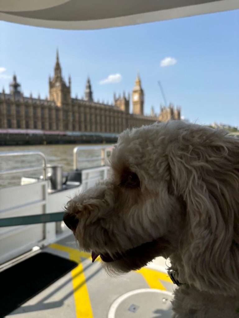 Hetty, London, Cockapoo, Silent Sunday, My Sunday Photo, Close-up of a cockapoo dog's face she is looking out of a window and the Houses of Parliament and Big Ben are in the distance