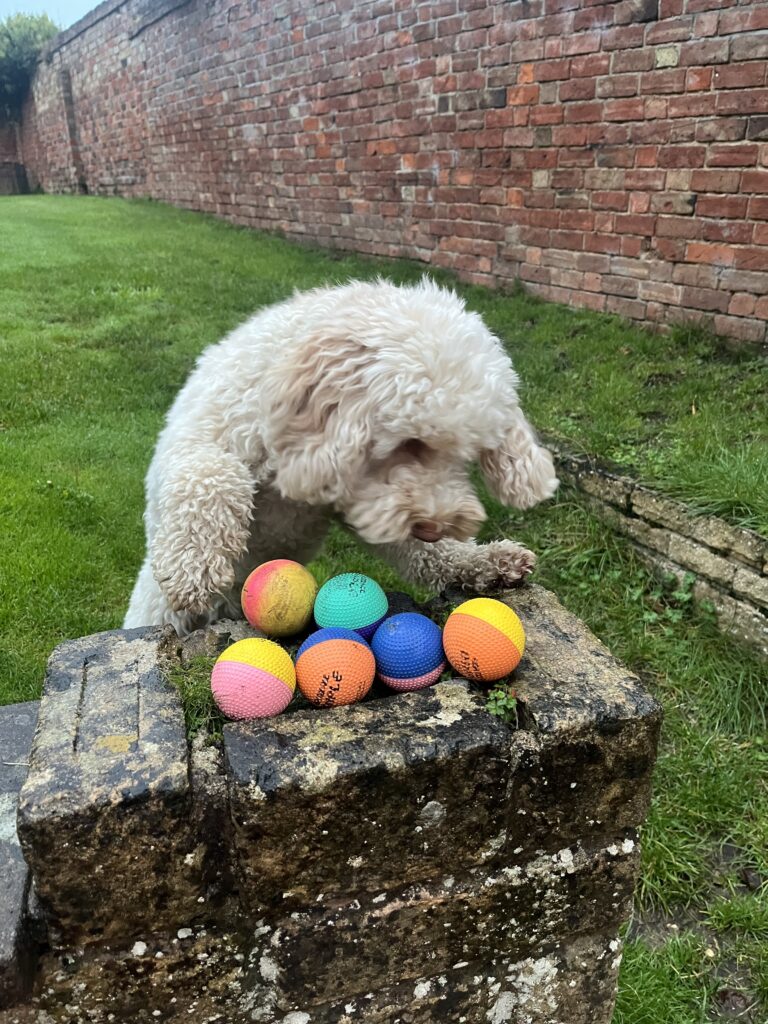 Hetty, Dog, Cockapoo, Silent Sunday, My Sunday Photo, A golden cockapoo dog stands up on her back legs by a wall trying to reach six coloured balls on the wall