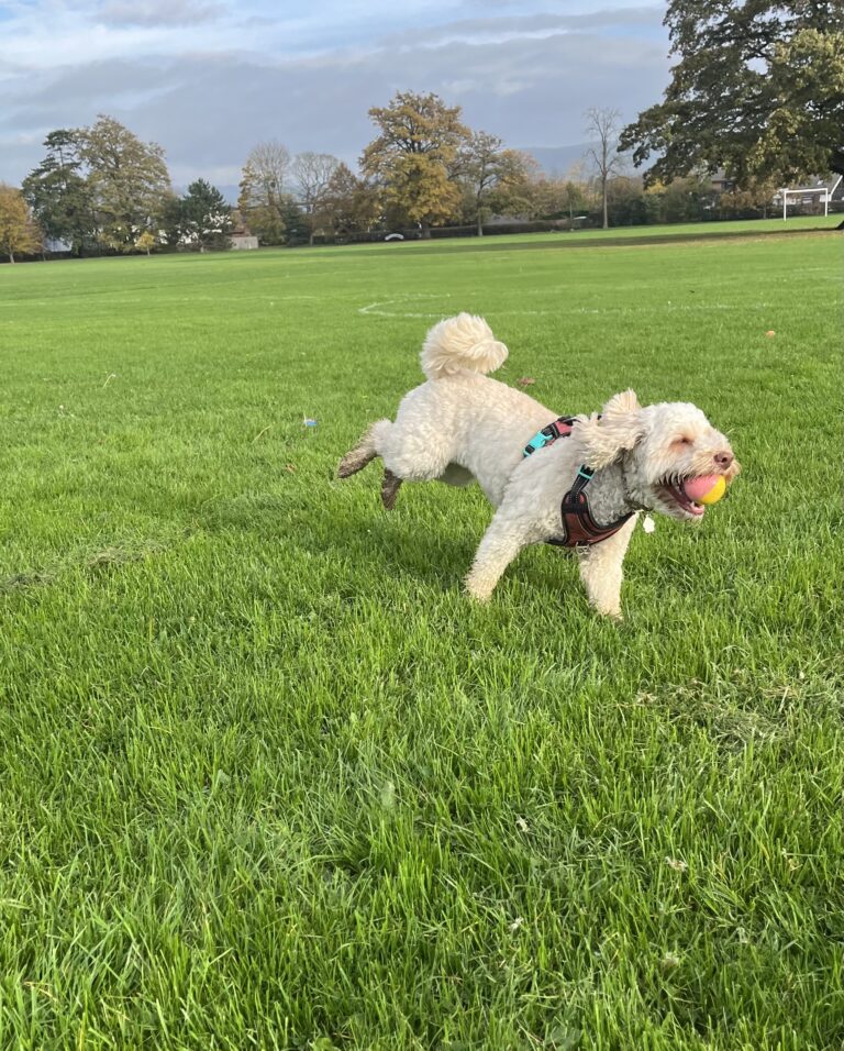 Cockapoo, Hetty, Dog, Silent Sunday, My Sunday Photo, A golden cockapoo dog runs on the grass in a park with trees in the background and a pink and yellow ball in her mouth