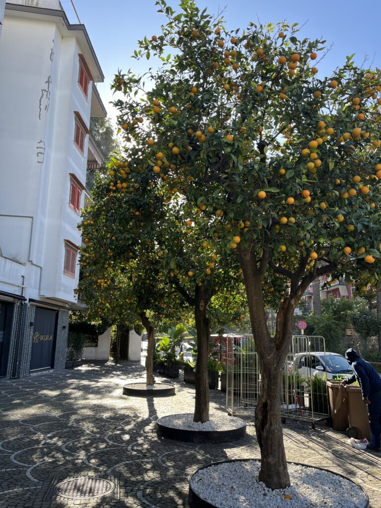 Sorrento, Italy, Orange trees, Three trees are laden with oranges and there are buildings to the left