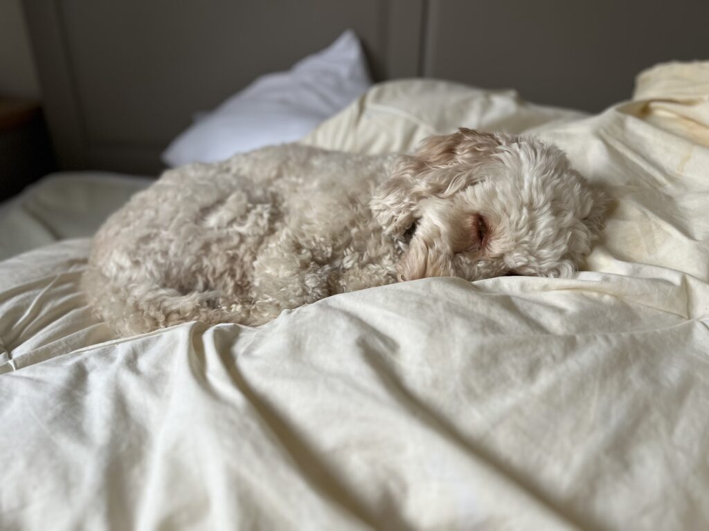 Hetty, Cockapoo, Dog, Silent Sunday, My Sunday Photo, A golden cockapoo dog lies curled up asleep on sheets which are almost the same colour as she is