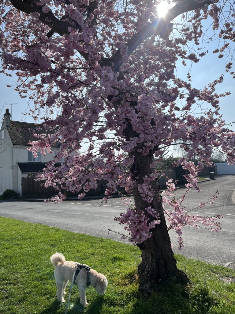 Blossom, Tree, Spring, Hetty, Cockapoo, Dog, Silent Sunday, My Sunday Photo, A small golden cockapoo dog sniffs the grass under a tree completely covered in thick pink blossom