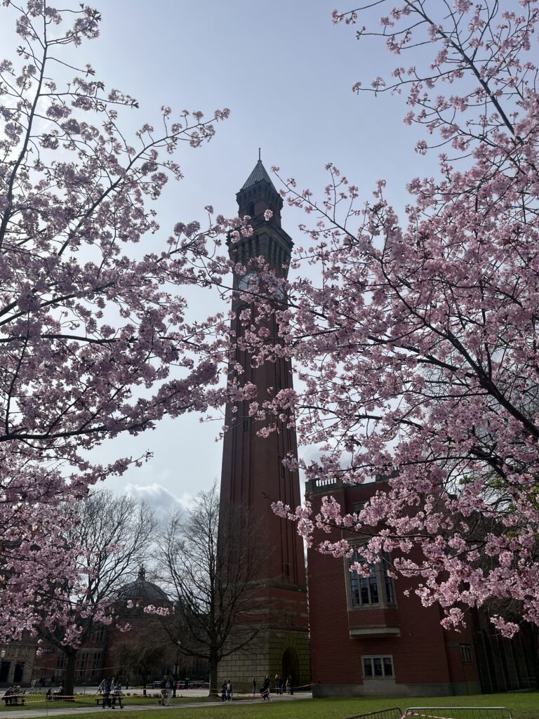 Old Joe, University of Birmingham, Spring, Blossom, Silent Sunday, My Sunday Photo, A tall free standing red brick clock tower with pink blossom in front of it
