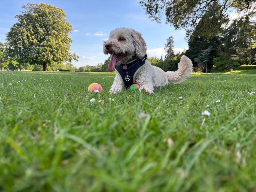 Hetty, Cockapoo, Dog, Silent Sunday, My Sunday Photo, A golden cockapoo with a black harness dog lies upright on the grass with two balls in front of her and trees and a blue sky in the background