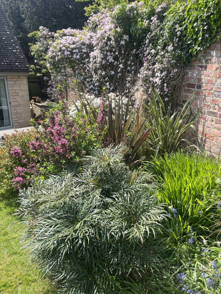 Garden, Spring, Flowers, Silent Sunday, My Sunday Photo, View of a garden full of plants and flowers including clematis climbing on a red brick wall