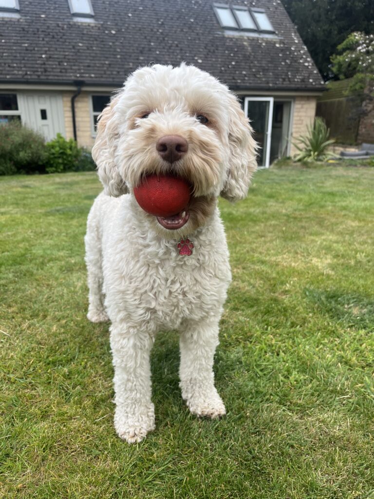Hetty, Cockapoo, Dog, A golden cockapoo dog stands on the grass in front of a house with a red ball in her mouth