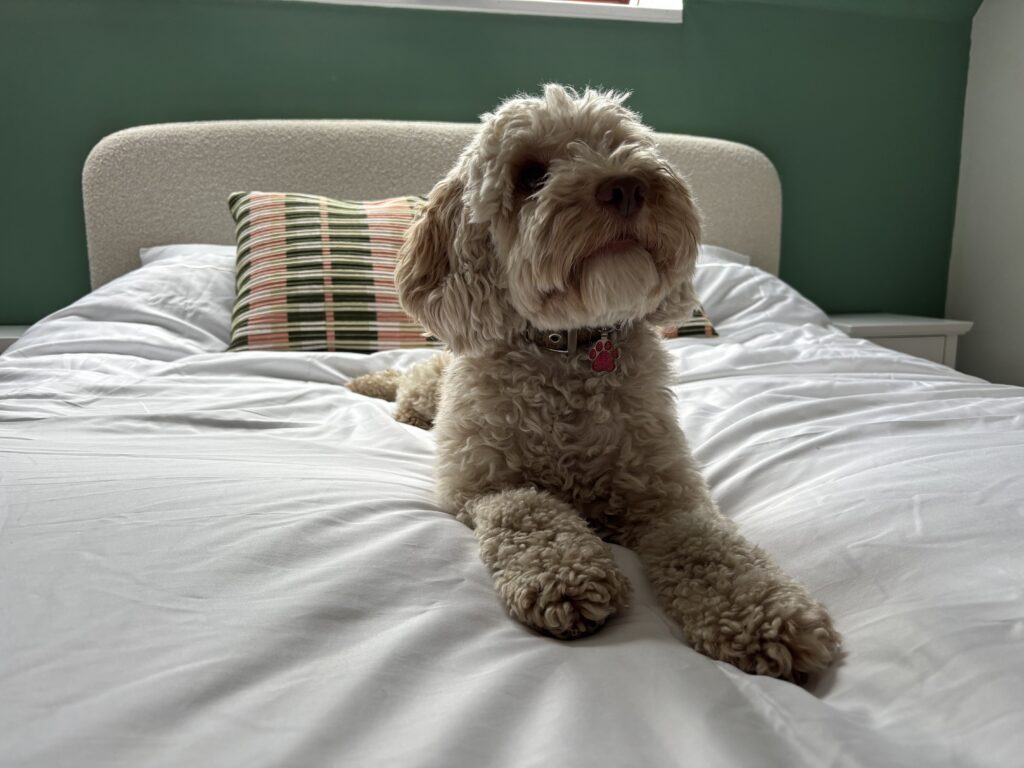 Hetty, Cockapoo, Dog, Silent Sunday, My Sunday Photo