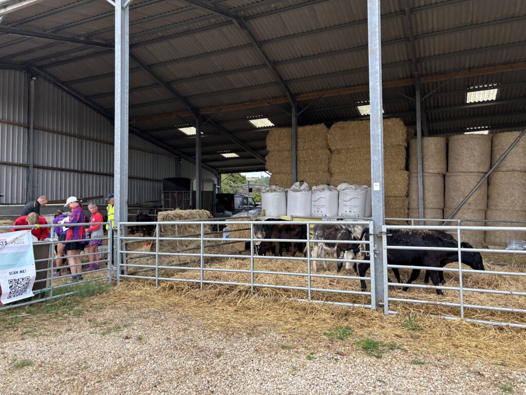 Standish Woodland Chase, A barn with cows and bales of hay with a samll group of runners on the edge of the picture standing around a table