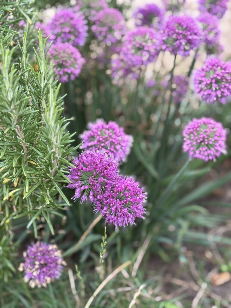 Flowers, Garden, Summer, Silent Sunday, My Sunday Photo, Round purple flowers with green stalks fill the photo with some clearly focused and the ones in the background more blurred