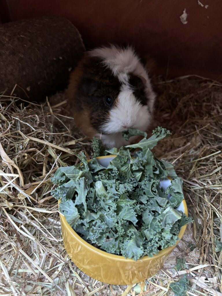 Zebedee, Guinea pig, A white and brown guinea pigs sits on hay behind a yellow bowl full of kale