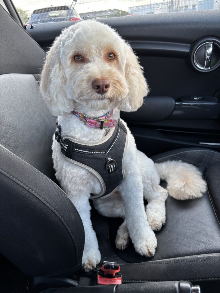 Hetty, Cockapoo, Dog, Silent Sunday, My Sunday Photo, A golden cockapoo dog with a brown nose and a black harness sits on the black seat of a car