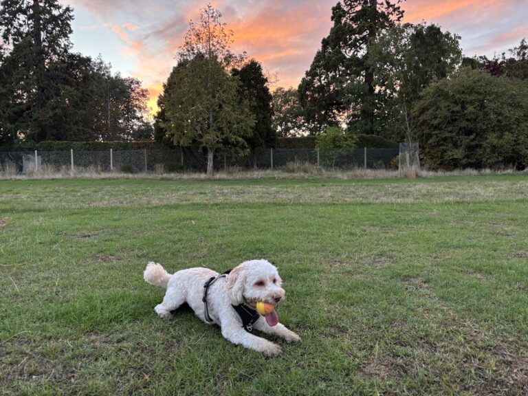 Hetty, Cockapoo, Dog, Sunset, Silent Sunday, My Sunday Photo, A golden cockapoo dog lies on the grass with a ball in her mouth at sunset with trees in the background