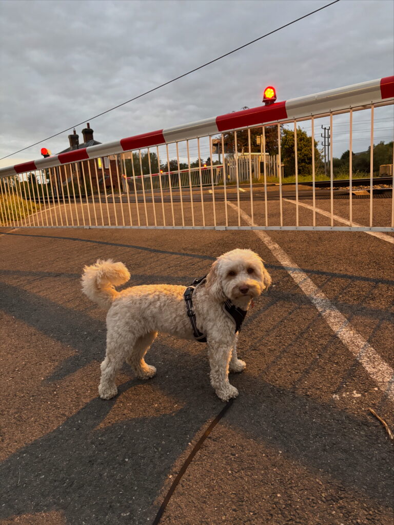 Cockapoo, Dog, Hetty, Level crossing, Railway, Silent Sunday, My Sunday Photo, A golden cockapoo dog stands in front of a railway level crossing at dusk