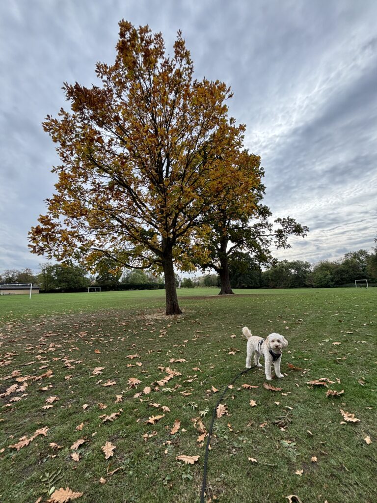 Hetty, Autumn, Cockapoo, Dog, Silent Sunday, My Sunday Photo, A golden cockapoo dog stands in the distance in front of a tree with brown leaves and with brown leaves on the ground and a dramatic blue and white sky