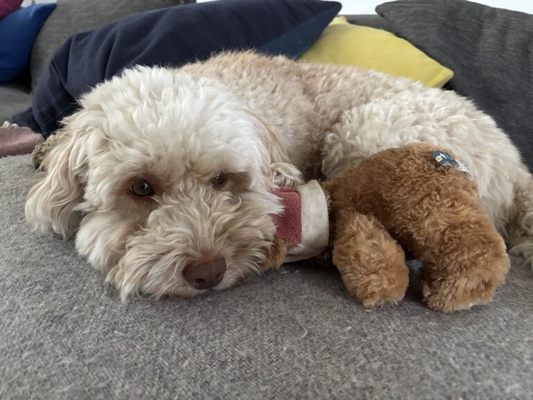 Hetty, Cockapoo, Dog, Silent Sunday, My Sunday Photo, Close-up of a scruffy golden coloured cockapoo dog lying on a grey blanket in front of an assortment of cushions with a brown teddy bear next to her