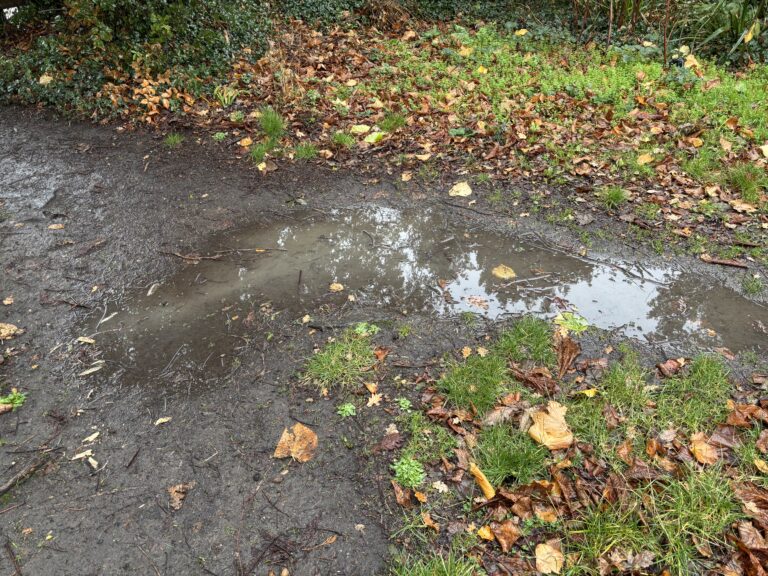 A muddy puddle surrounded by wet grass and wet brown fallen leaves
