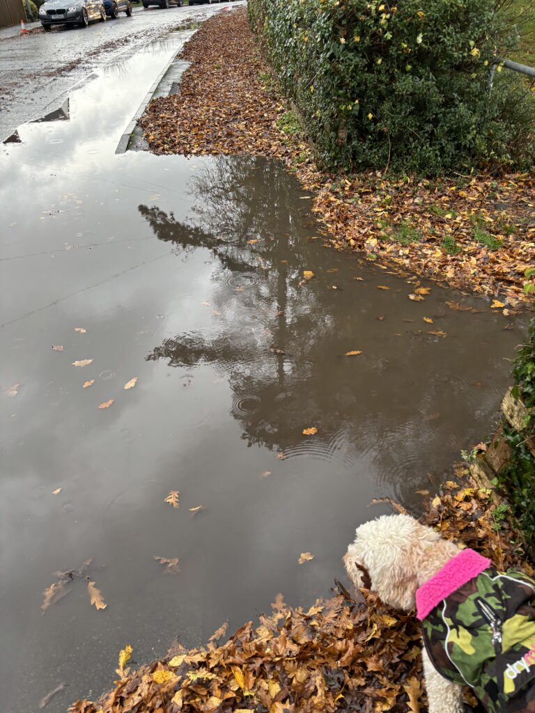 Puddle, Pavement, Autumn, Autumn leaves, Rain, A dog in a coat in the bottom corner of the photo looks at a large puddle across the path and into the road surrounded by wet brown leaves on the ground