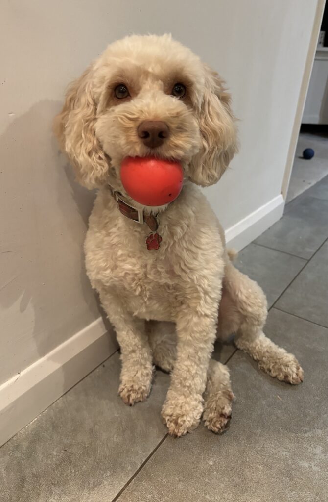 Hetty, Cockapoo, Cockerpoo, Dog, Silent Sunday, My Sunday Photo, A golden cockapoo dog sits by a wall with a red ball in her mouth