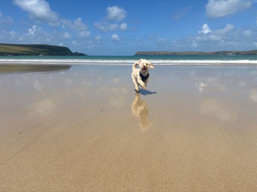 Hetty, Cockapoo, Dog, A golden cockapoo dog in a black harness is reflected on the wet sand of a large beach with the sea and a blue sky in the background
